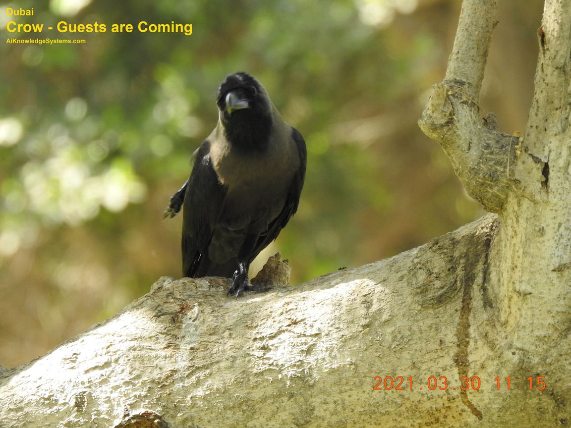 Crow (6) Coming Soon